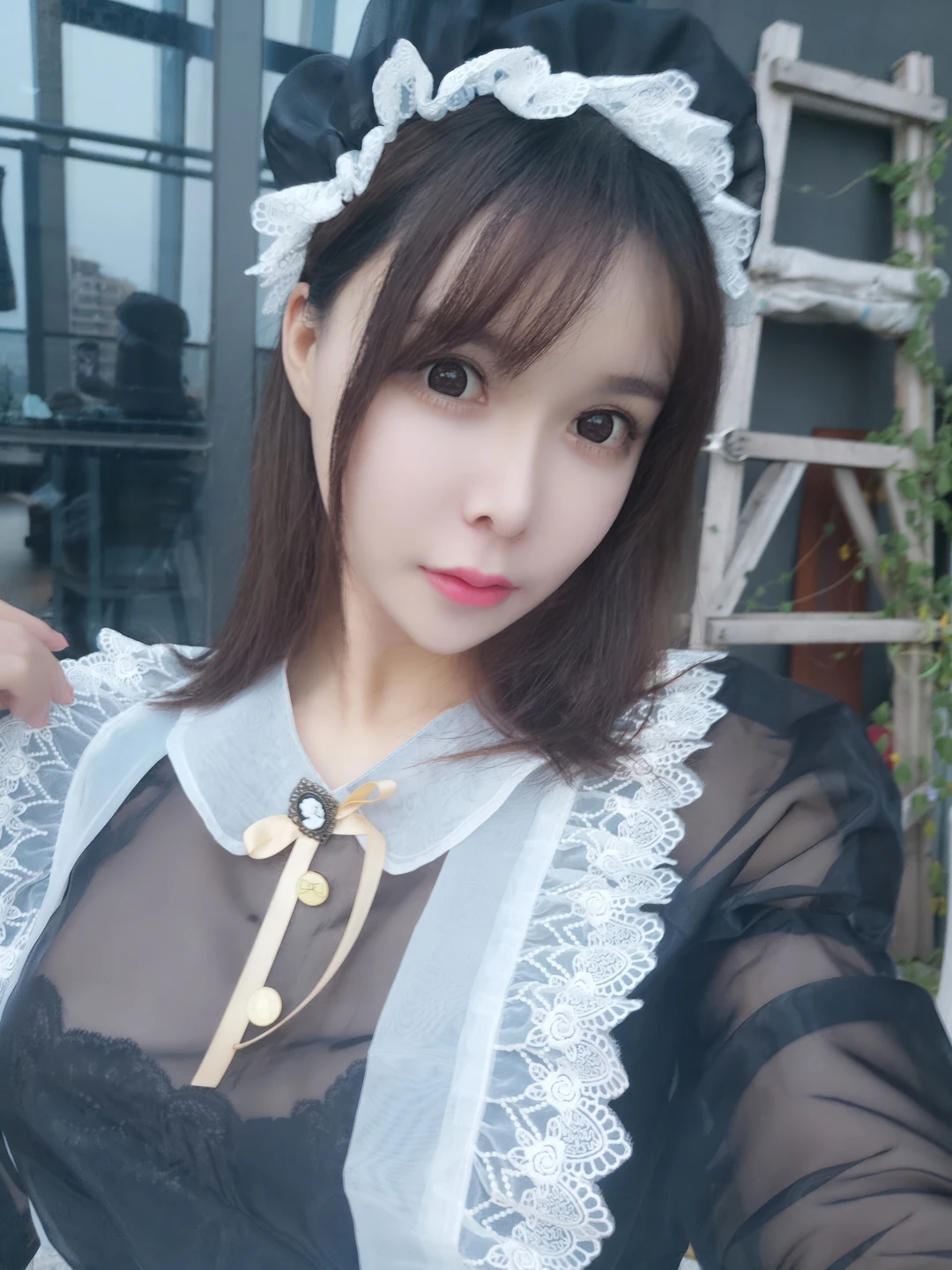 Amazon Catfish - No.025 Black Transparent Maid (33 photos) - Ya Ma Xun Nian Yu (亚马逊鲶鱼) - Photo 19 of 33