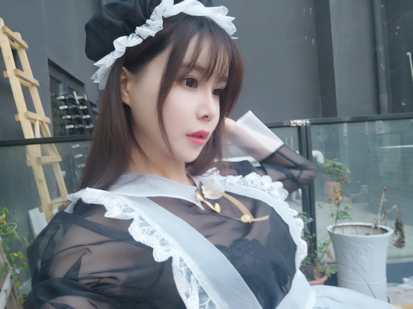 Amazon Catfish - No.025 Black Transparent Maid (33 photos) - Ya Ma Xun Nian Yu (亚马逊鲶鱼) - Photo 23 of 33