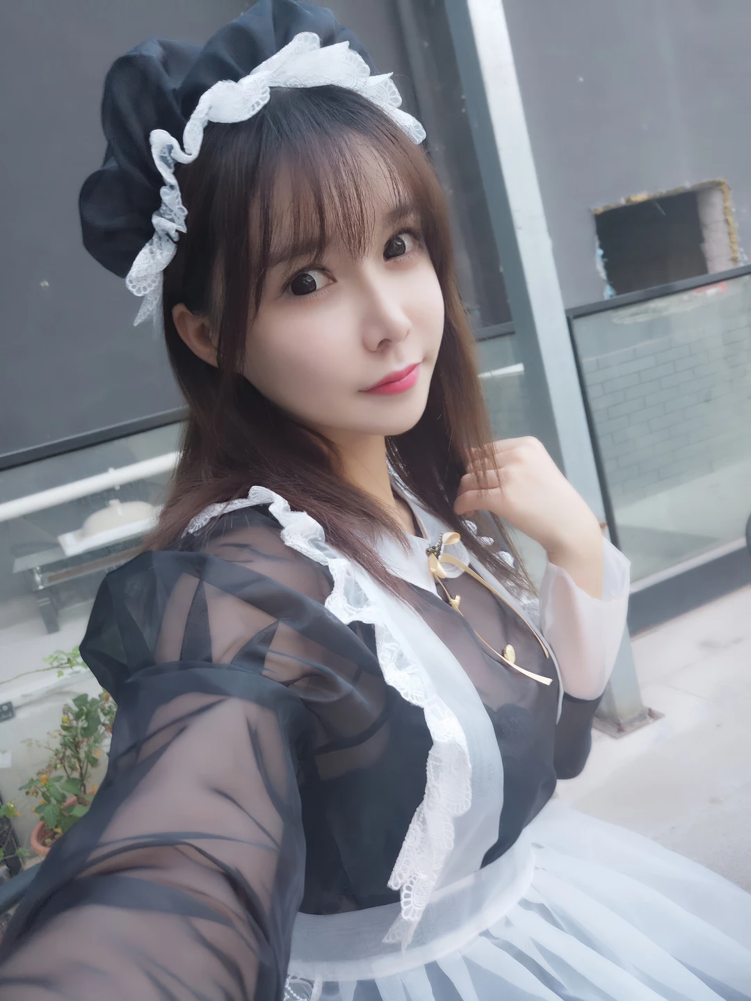 Amazon Catfish - No.025 Black Transparent Maid (33 photos) - Ya Ma Xun Nian Yu (亚马逊鲶鱼) - Photo 28 of 33