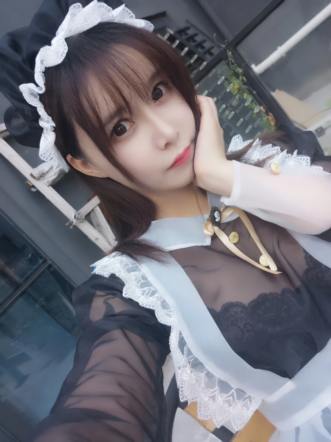 Amazon Catfish - No.025 Black Transparent Maid (33 photos) - Ya Ma Xun Nian Yu (亚马逊鲶鱼) - Photo 32 of 33